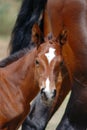 Curious thoroughbred horse foal
