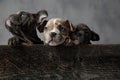 Curious threes little american bully puppies looking up