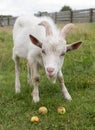 Curious or timid white furry goat with rectangular pupils and three apples on the grass