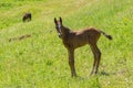 Curious and timorous foal standing on a summer pasture