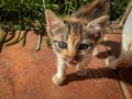 Curious tortoishell calico kitten meowing