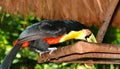 Curious Toucan from the Birds Park feeding, Foz do Iguazu.