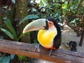 Curious Toucan from the Birds Park, Foz do Iguazu