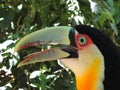 Curious toucan