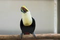 Curious toucan sitting on a branch