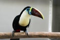 Curious toucan sitting on a branch