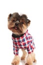 Curious toy yorkie in colorful costume looks up Royalty Free Stock Photo