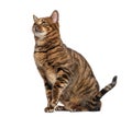 Curious toyger cat sitting alone and looking up with interest Royalty Free Stock Photo