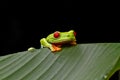 Curious tree frog