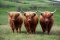 Curious trio Highland cows camera bound picturesque countryside backdrop