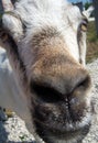 Curious, trusting goat with a wet nose