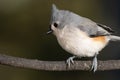 Tufted Titmouse Perched Delicately on a Slender Branch Royalty Free Stock Photo