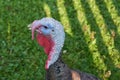 Curious Turkey on a Farm. Turkey Bird Head Royalty Free Stock Photo