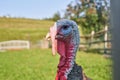 Curious Turkey on a Farm. Turkey Bird Head Royalty Free Stock Photo