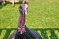 Curious Turkey on a Farm. Turkey Bird Thanksgiving Royalty Free Stock Photo