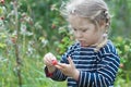 Curious two years old blonde girl picking red garden raspberry fruits