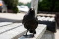 Curious urban crow on city bench outdoors Royalty Free Stock Photo
