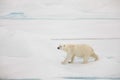 Curious walking polar bear