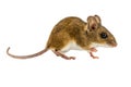 Curious Walking Field Mouse on white background Royalty Free Stock Photo