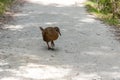 A curious Weka bird hiking the famous Abel Tasman Coast Track