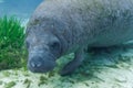 A curious West Indian Manatee approaches underwater camera Royalty Free Stock Photo