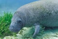 A curious West Indian Manatee approaches underwater camera Royalty Free Stock Photo