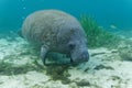 A curious West Indian Manatee approaches underwater camera