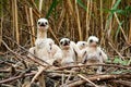 Curious western marsh harrier chicks waiting on nest hidden in reeds in wetland