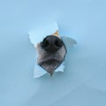 Curious black dog nose poke in a hole in a torn and crumpled blue paper poster