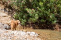 Curious wet dog in pond and looking for something Royalty Free Stock Photo