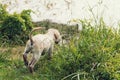 Curious Wet Puppy Exploring Long Grass Royalty Free Stock Photo