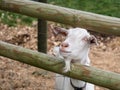 Curious white billy goat.