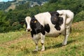 Curious white and black dairy cow looking at camera Royalty Free Stock Photo