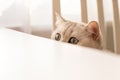 Curious white British cat peeks out from under a white table