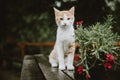 Curious white-brown Kitten sitting on the wet wooden table behind the flower in flower pot during the rainy day Royalty Free Stock Photo