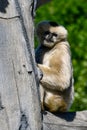 White Cheeked Gibbon 2 Royalty Free Stock Photo