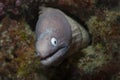 Curious white eyed moray Royalty Free Stock Photo