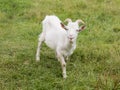Curious white furry goat stands in a pasture. Goat growing