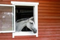 Curious white horse looks out the stable window. The exterior of the horse stable is made of red wood planks, there is free space Royalty Free Stock Photo