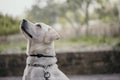 Curious white Labrador dog looking up with blurred background