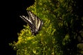 Curious white monarch butterfly