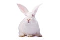 Curious white rabbit isolated Royalty Free Stock Photo