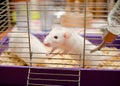 Curious white rat