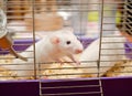 Curious white rat