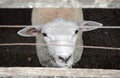 Curious white sheep looking through the fence Royalty Free Stock Photo