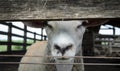 Curious white sheep looking through the fence Royalty Free Stock Photo