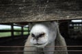 Curious white sheep looking through the fence Royalty Free Stock Photo