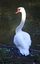 A curious white swan