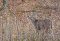 Curious White Tailed Doe Deer in the Shenandoah National Park of Blue Ridge Mountains, Virginia Royalty Free Stock Photo