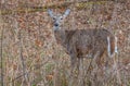 Curious White Tailed Doe Deer in the Shenandoah National Park of Blue Ridge Mountains, Virginia Royalty Free Stock Photo
